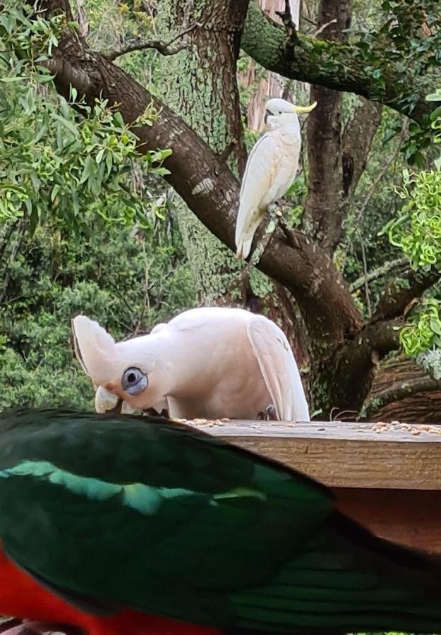 Bird Songs Getaway Accommodation Cabbage Tree Creek Kültér fotó