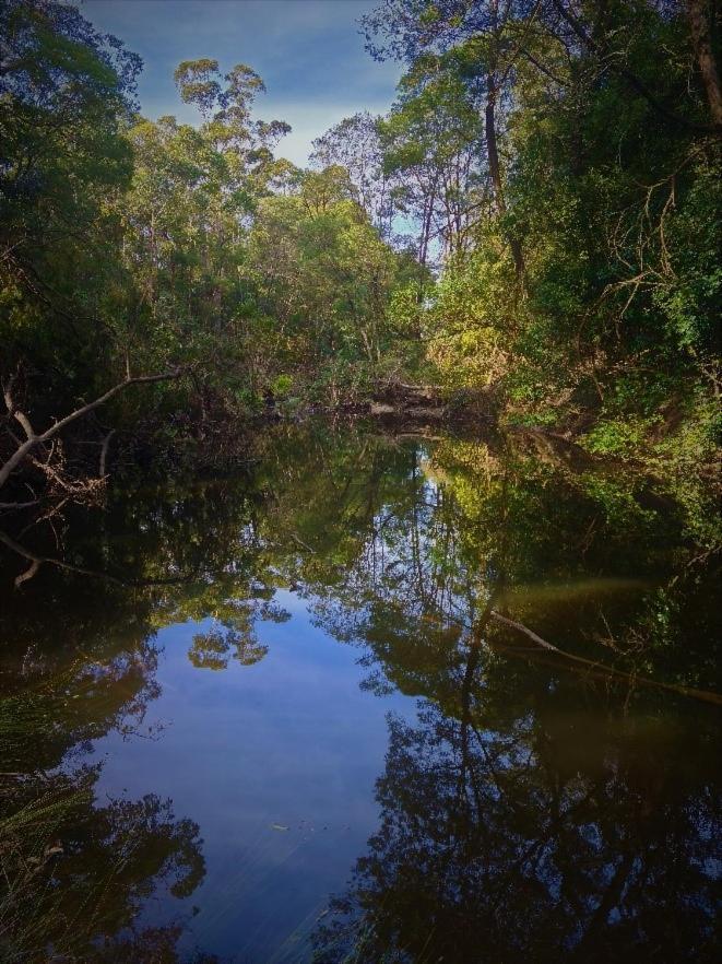 Bird Songs Getaway Accommodation Cabbage Tree Creek Kültér fotó